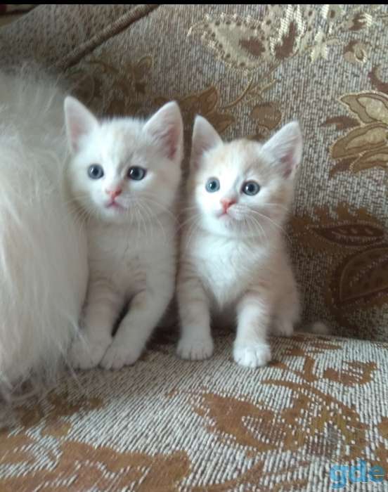 Британские котята, фотография 8