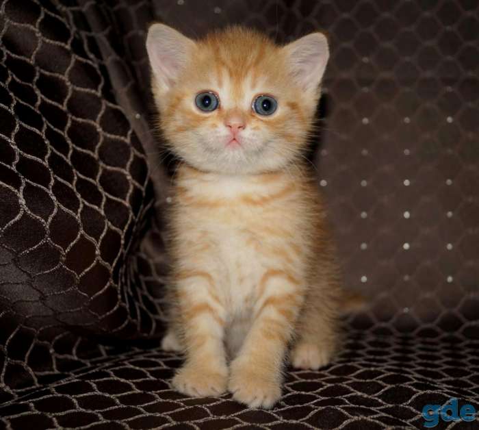 Вислоцхие котята скоттиш-стайк, фотография 6