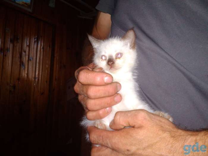 Котенок, фотография 1
