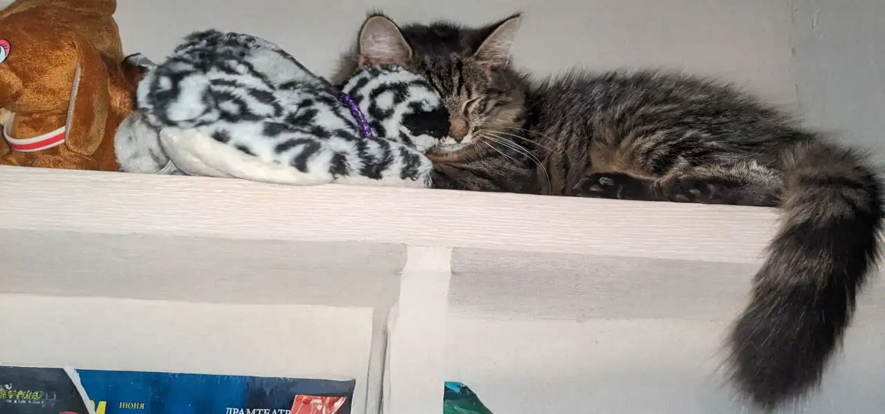 котенок, фотография 11