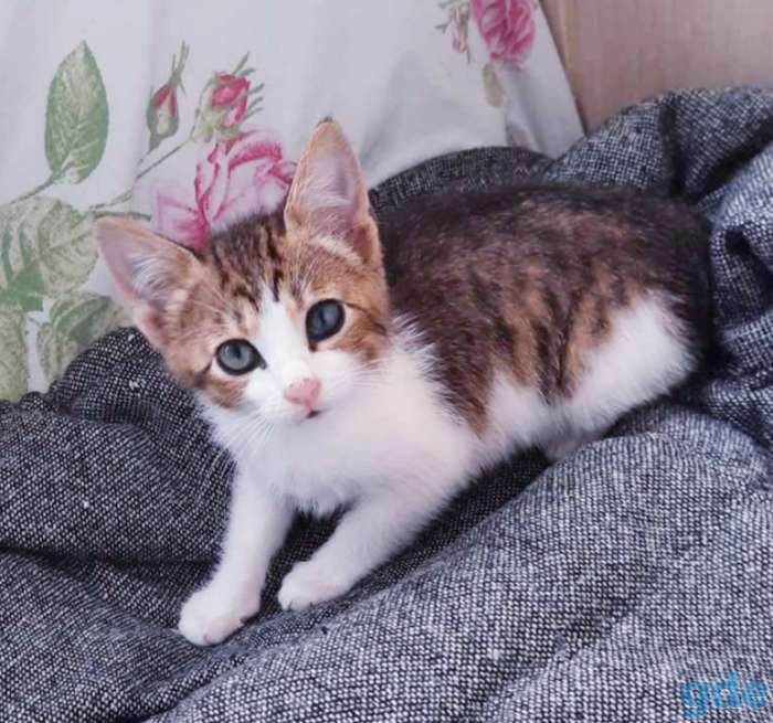 Котята бесплатно,коты., фотография 6