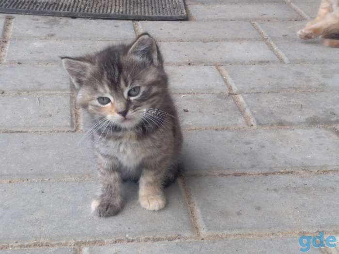 Котята, фотография 2