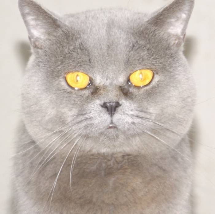 Британский кот приглашает на вязку, фотография 2