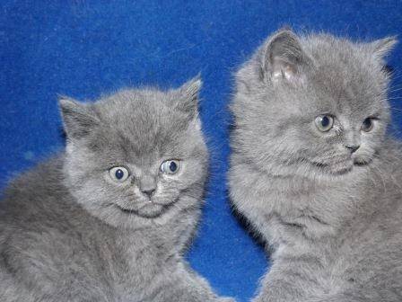 Британский кот приглашает на вязку, фотография 3