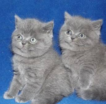 Британский кот приглашает на вязку, фотография 4