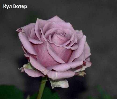 Розы чайногибридные, шрабы, спреи., фотография 2
