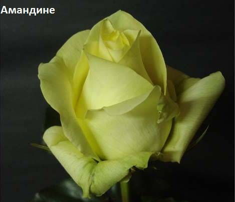 Розы чайногибридные, шрабы, спреи., фотография 3