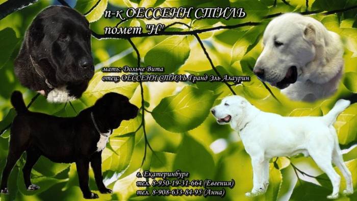 Щенки среднеазиатской овчарки. Питомник. Племенное качество., фотография 2