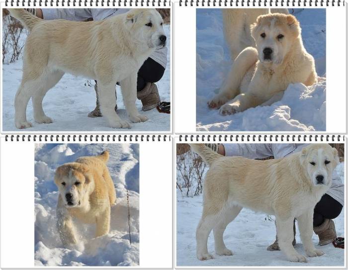 Щенки среднеазиатской овчарки. Питомник. Племенное качество., фотография 3