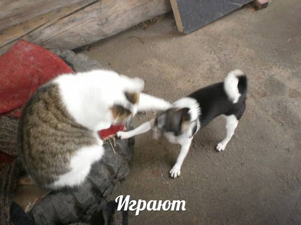 Чихуахуа вязка, фотография 5