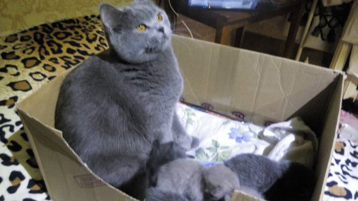 Британские котята, фотография 1
