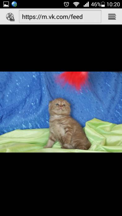 продажа котят, фотография 1