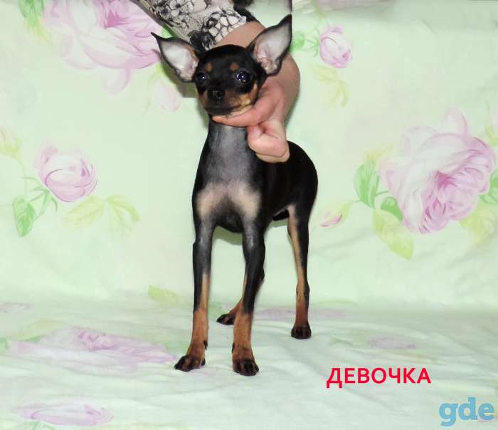 Русский той-терьер щенки, фотография 2