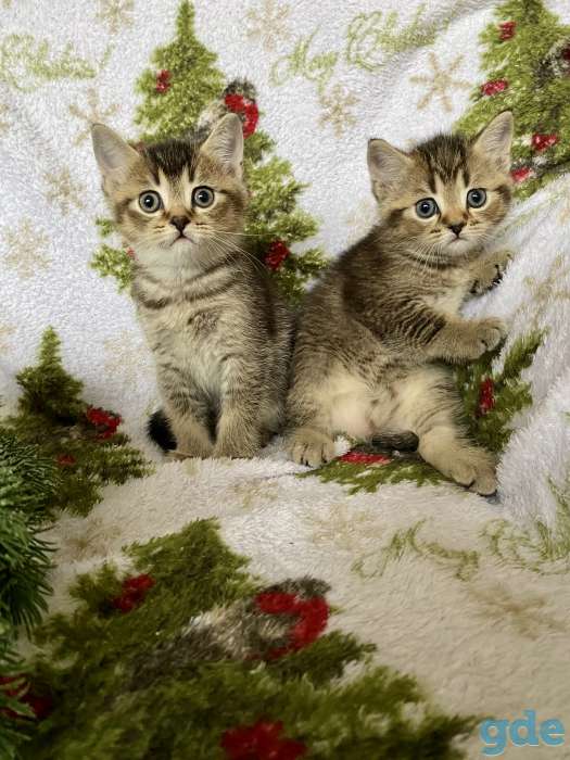 Британские котята, фотография 2