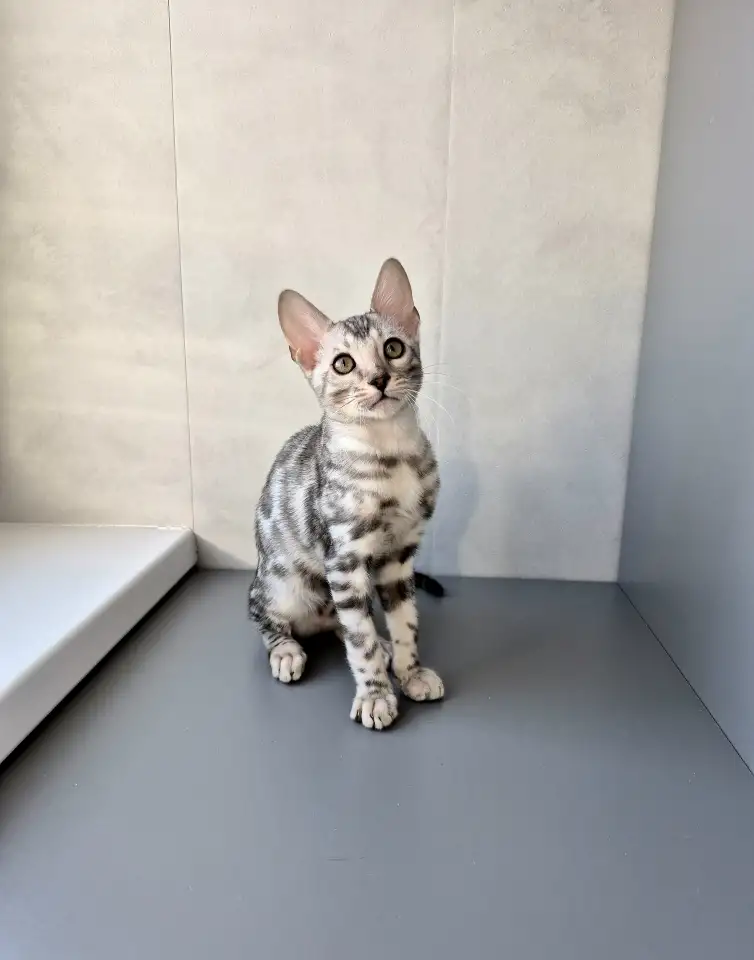Бенгальские котята, фотография 5