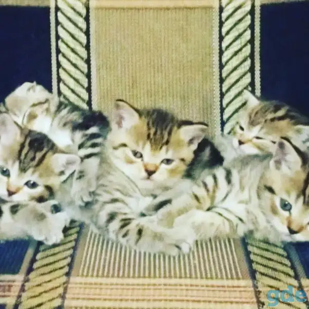 Шотландские котята, фотография 2