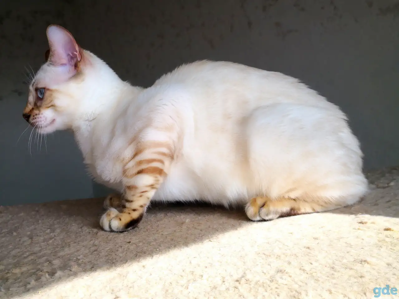 Бенгальские котята снежные барсы, фотография 9