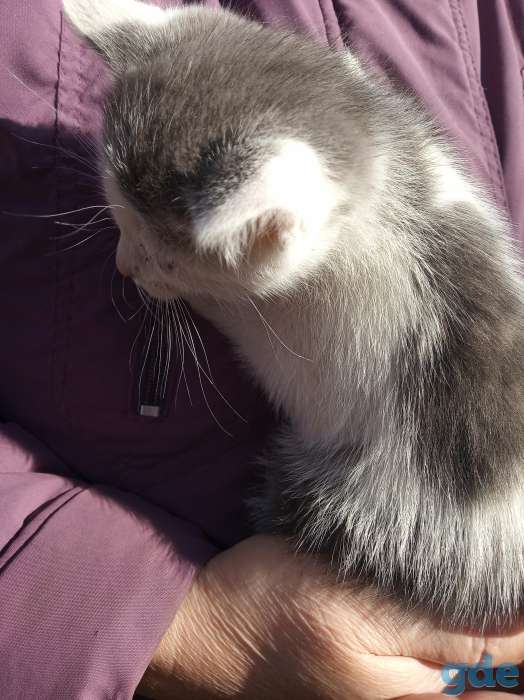 Отдадим даром котят, фотография 4