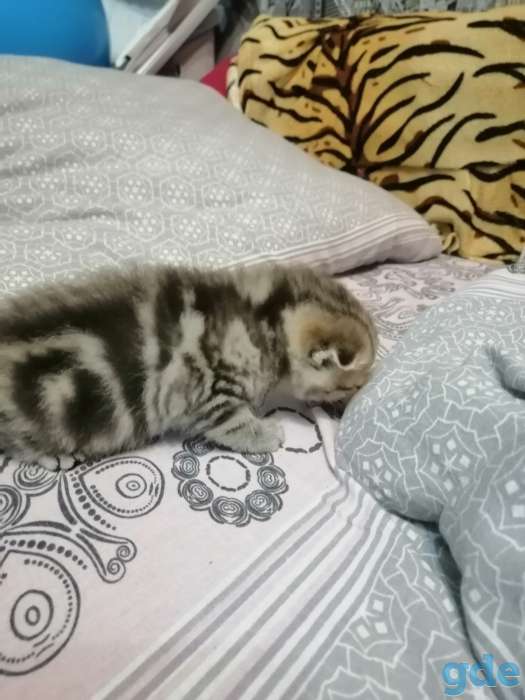 Шотландские котята, фотография 7