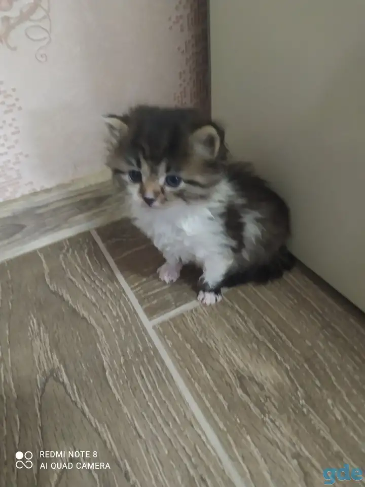 Котята в добрые руки, фотография 2
