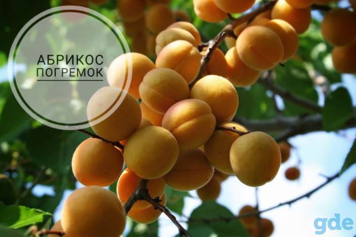 Саженцы персиков, абрикосов и нектаринов, фотография 1
