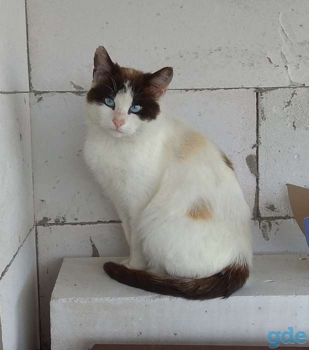 Отдам кота, фотография 1
