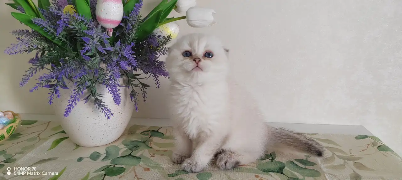Шотландские котята, фотография 2