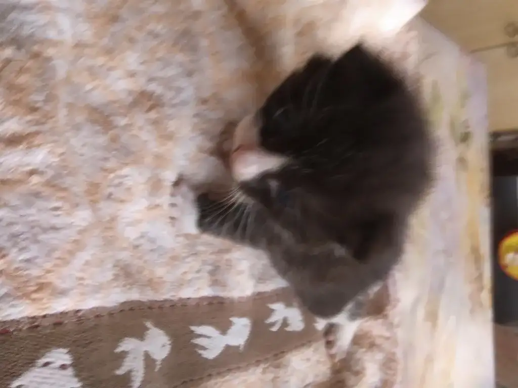 Котенок мальчик пушистый, фотография 2