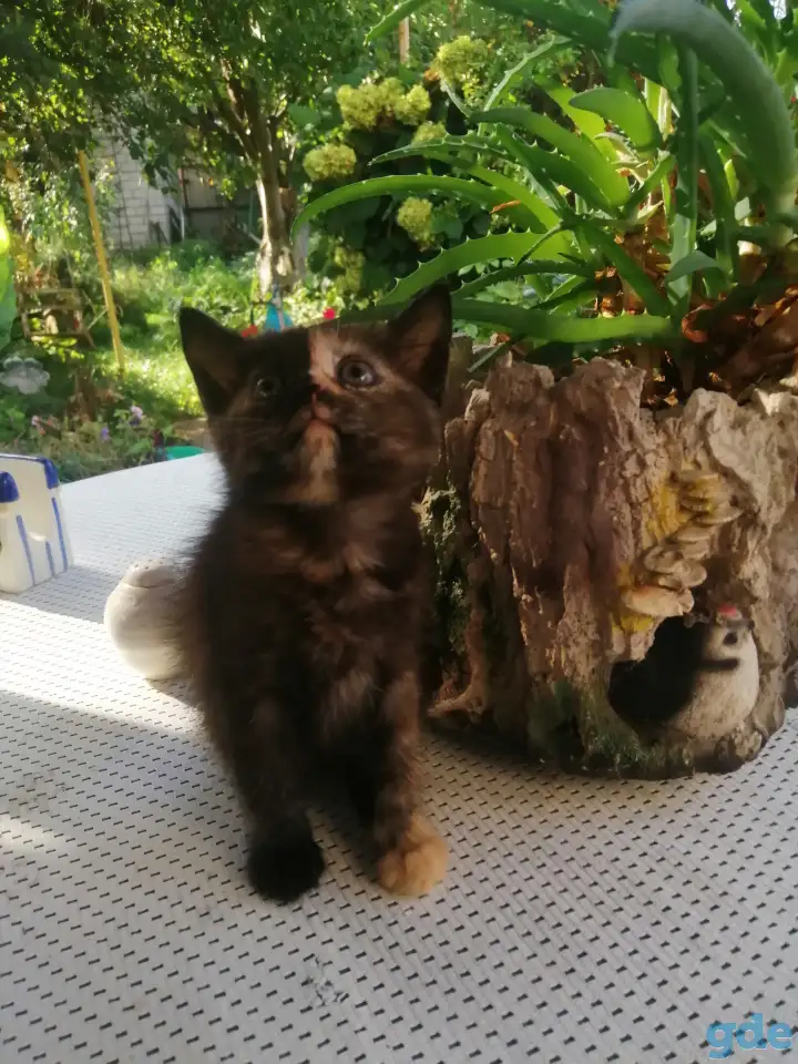 Котенок уникальной расцветки, фотография 6