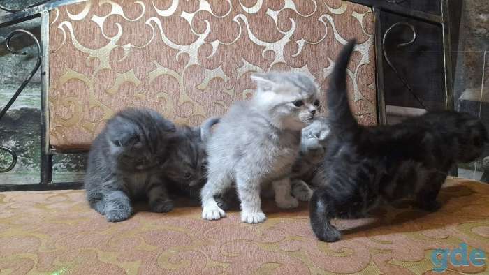 котята шотландские, фотография 5