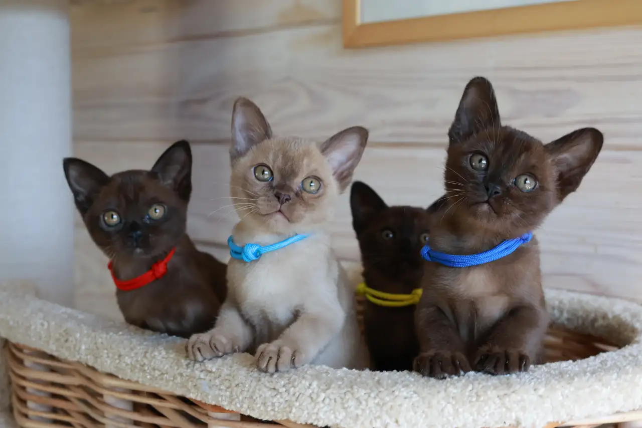 Котята Европейской бурмы, фотография 6