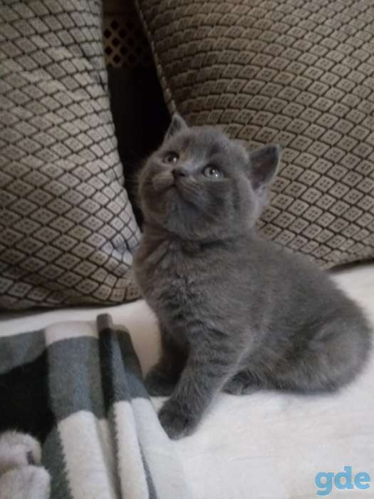 Милые ШОТЛАНСКИЕ КОТЯТА, фотография 7