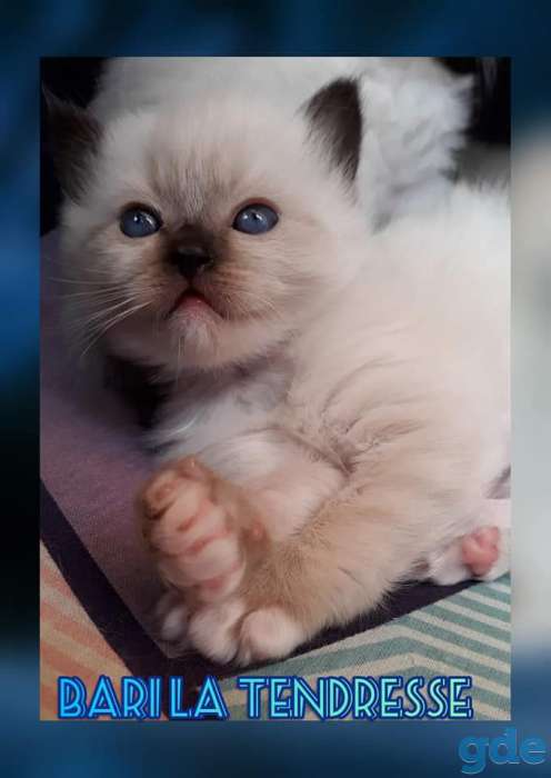 Рэгдолл котята, фотография 1