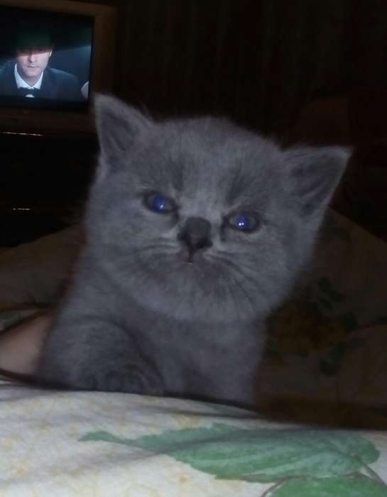 Британские котята , фотография 5