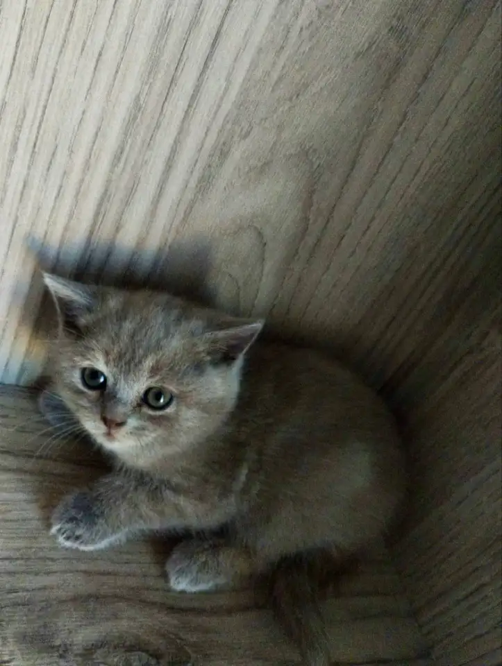 Шотландские котята. Скоттиш-страйт, фотография 6