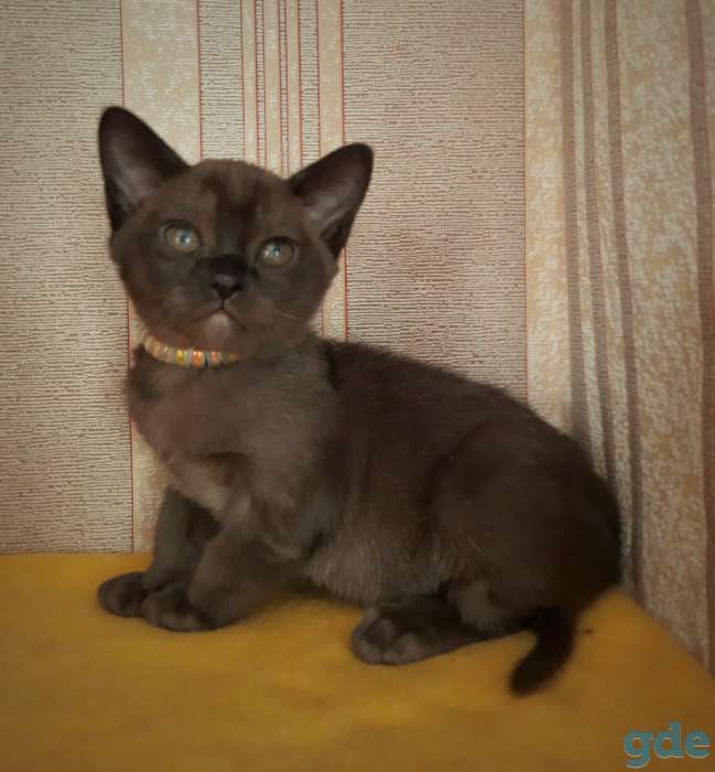 Европейская бурма, котята, фотография 4