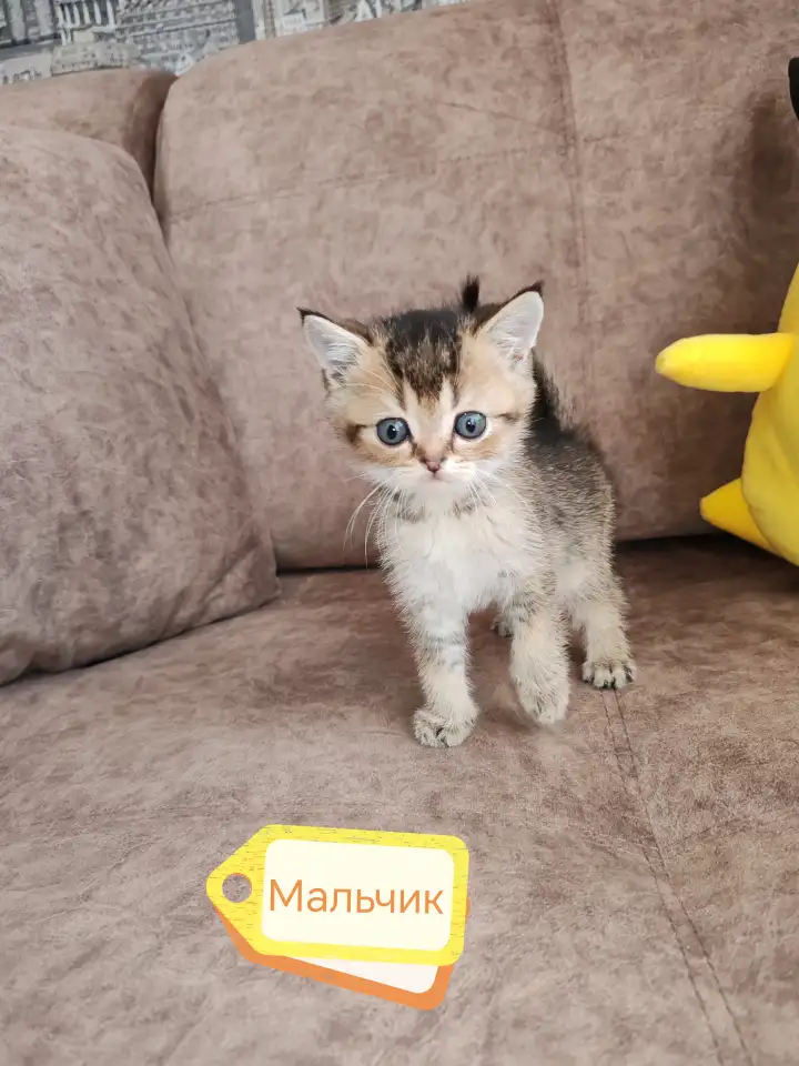 Котята, шотландские и британские., фотография 2