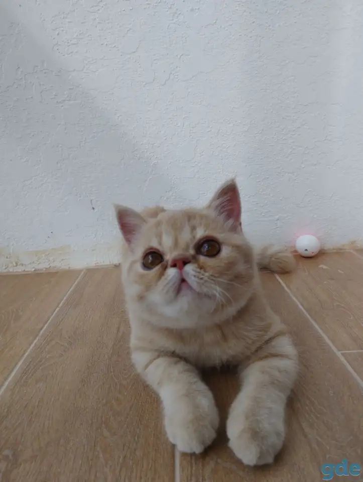 Котенок экзотической короткошёрстной, фотография 1