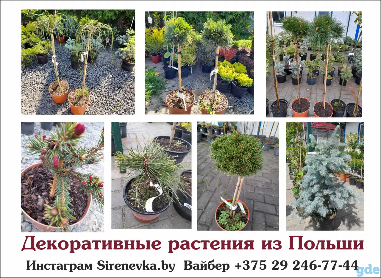 Декоративные растения из Польши, фотография 1