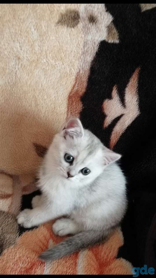Чистокровные шотландские котята, фотография 10