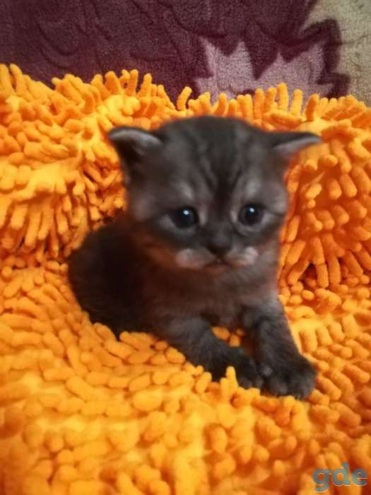 Шотландские котята, фотография 7