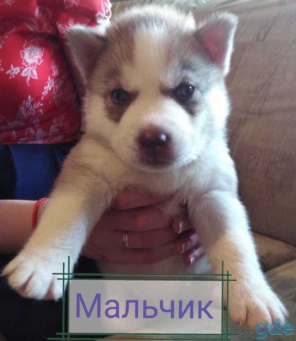 Продам щенком Сибирской хаски, фотография 2