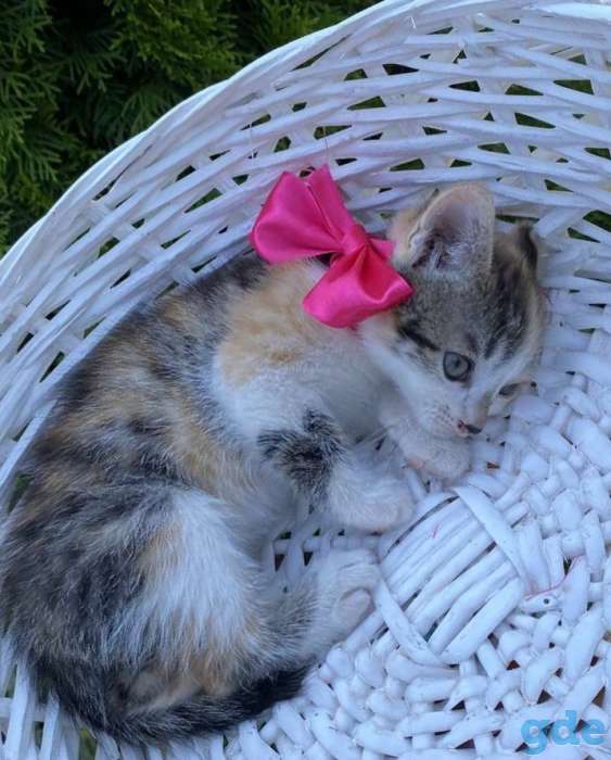 Котята, фотография 4