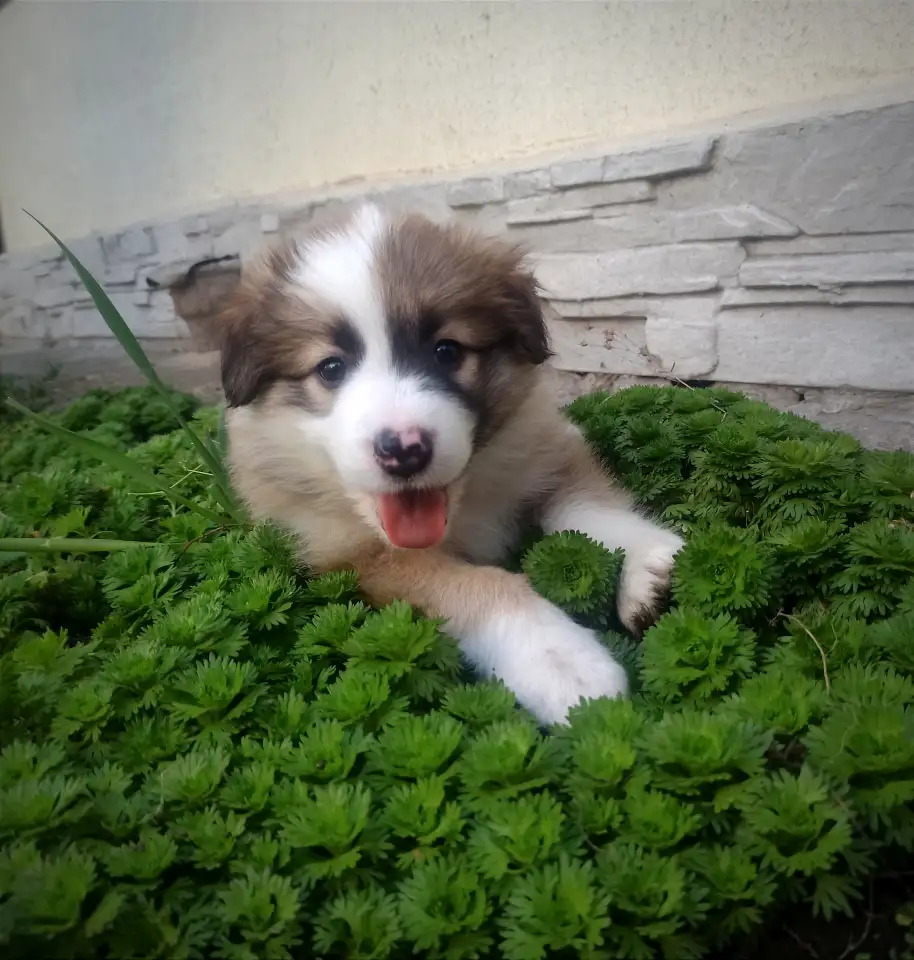 Бордер колли, фотография 5