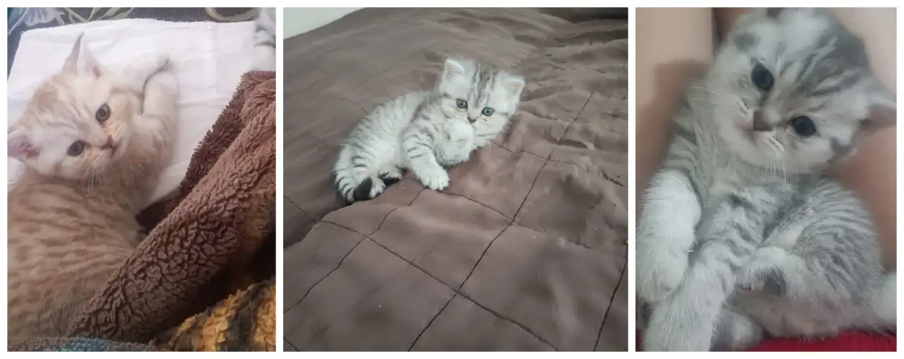 Котята, фотография 1