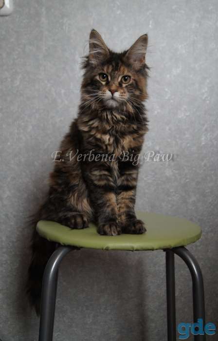 Котята мейн кун, фотография 6