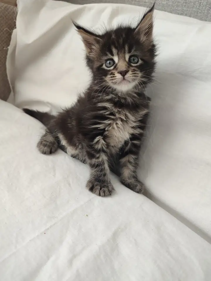 Котята Мейн-кун, фотография 1