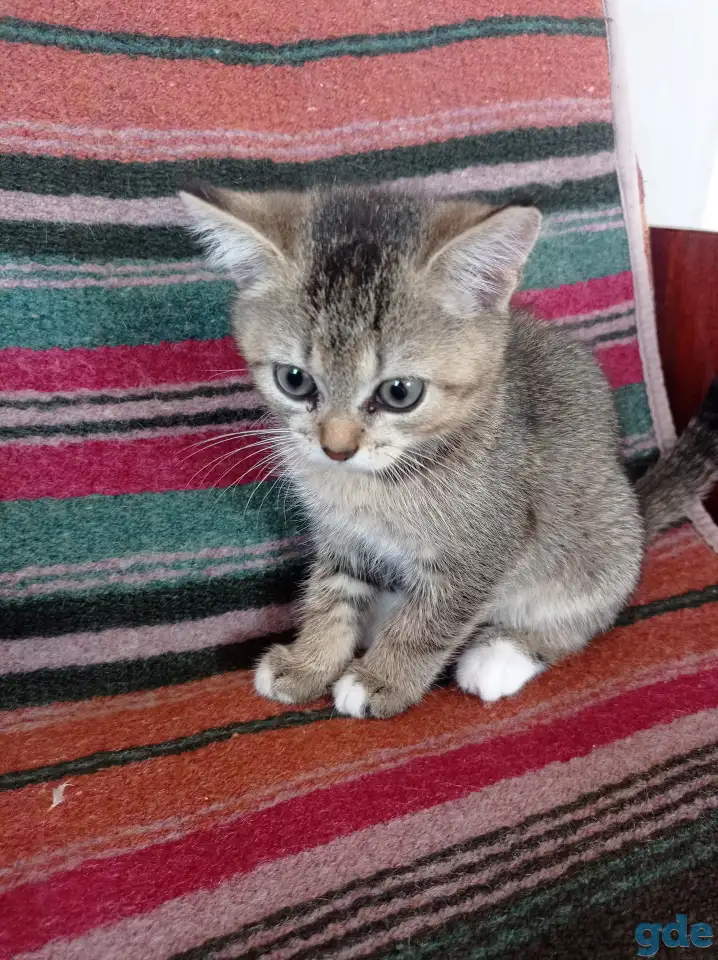 Котята в добрые руки., фотография 2