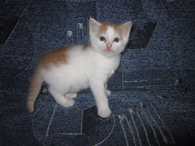 Котёнок в добрые руки, фотография 1