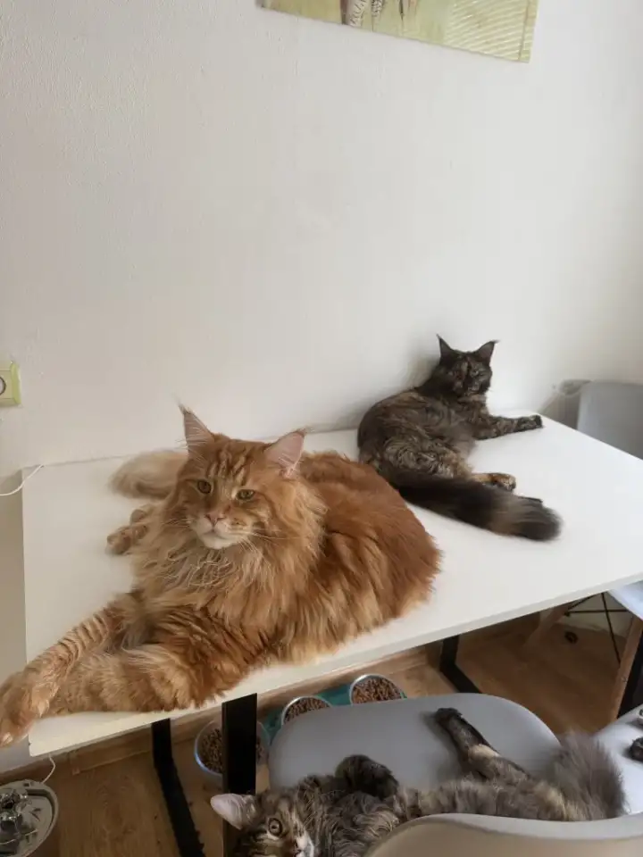 Котята мейн-кун, фотография 7